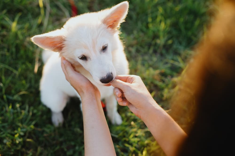 Tørrede godbidder til hunde: En sund og velsmagende belønning