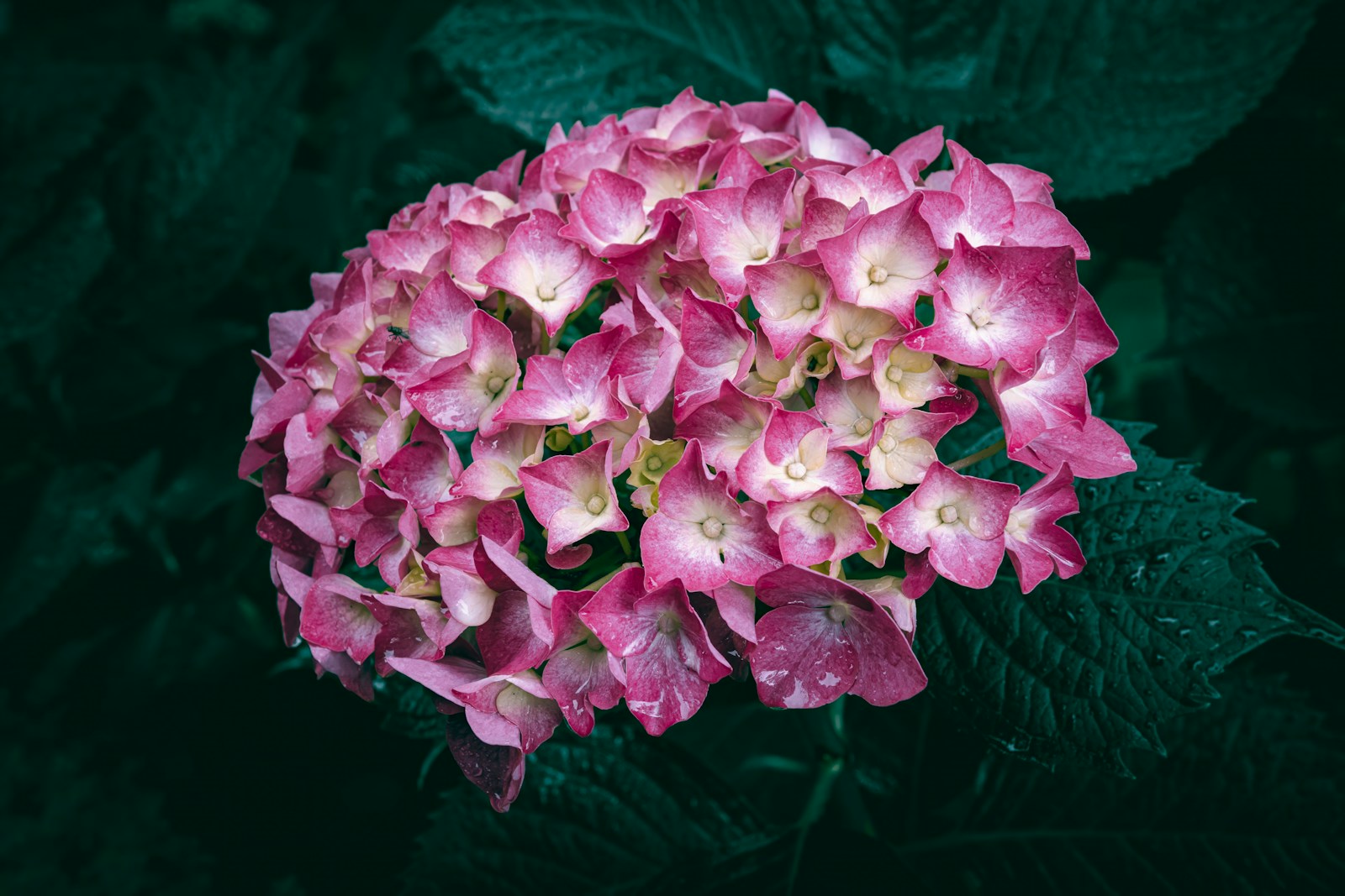 a close up of a pink and white flower